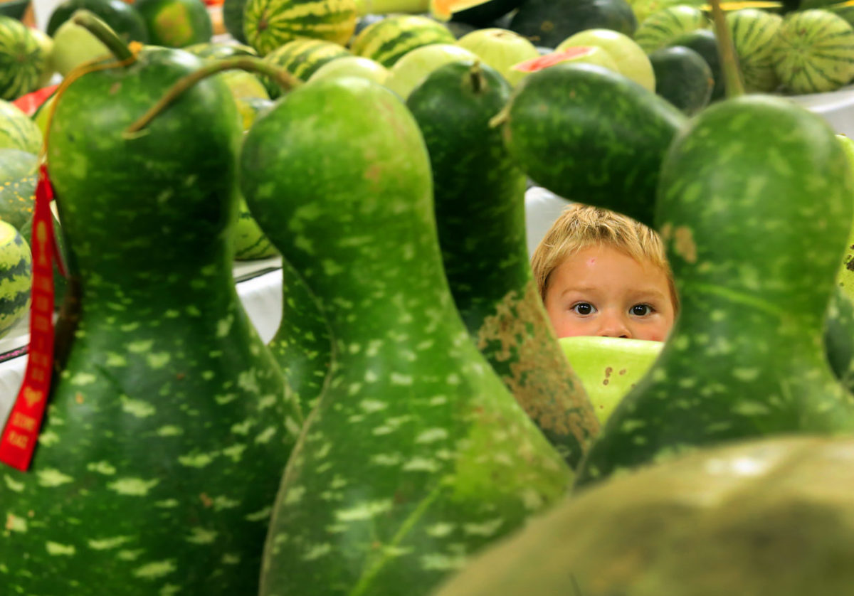 Blake Hardcastle, 3, of Pope Valley peers through a display of gigantic gourds at the 2015 National Heirloom Exposition at the Sonoma County Fairgrounds. (JOHN BURGESS / The Press Democrat)