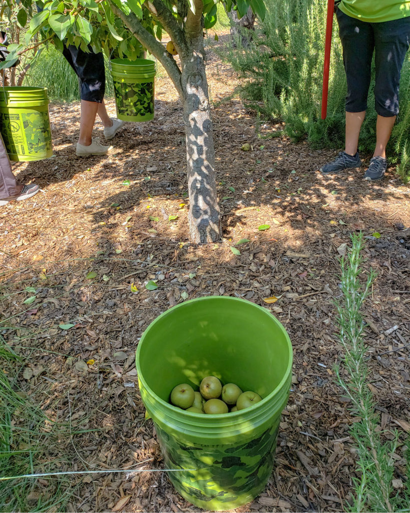 Gleaning with the Farm to Pantry team in the Alexander Valley. Heather Irwin/PD