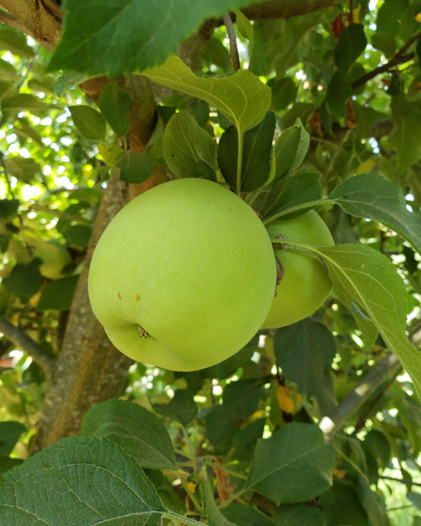 Gleaning with the Farm to Pantry team in the Alexander Valley. Heather Irwin/PD