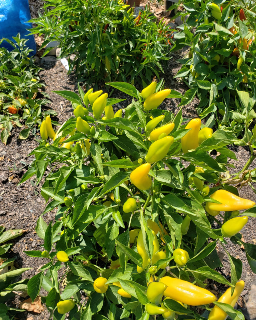 Gleaning with the Farm to Pantry team in the Alexander Valley. Heather Irwin/PD