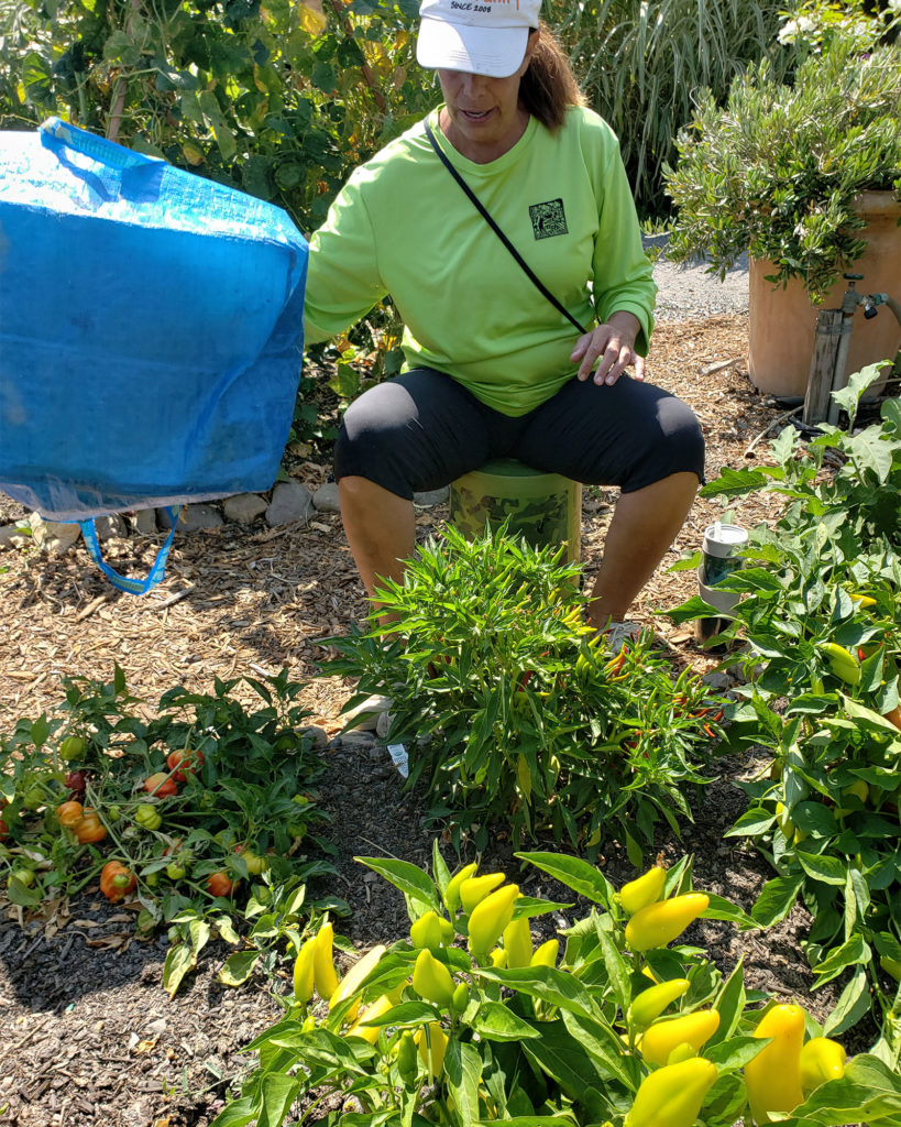Dani Wilcox from Farm to Pantry team in the Alexander Valley. Heather Irwin/PD