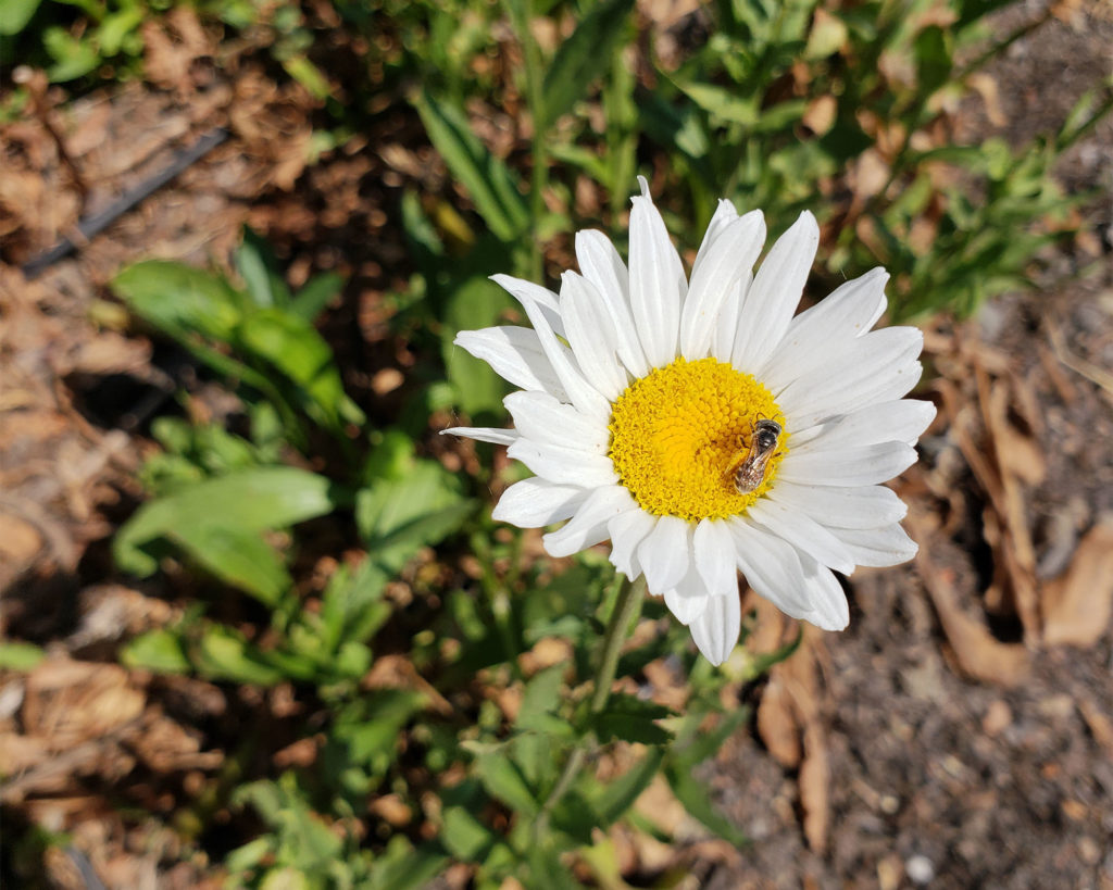 Gleaning with the Farm to Pantry team in the Alexander Valley. Heather Irwin/PD