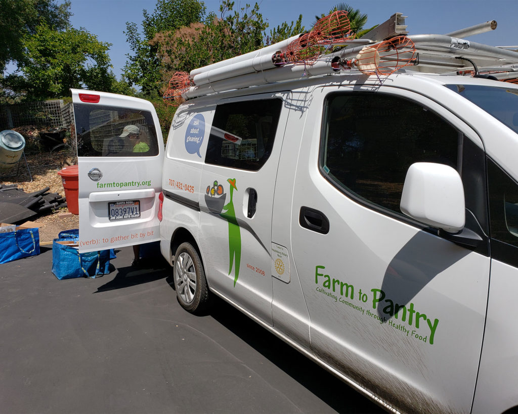 Gleaning with the Farm to Pantry team in the Alexander Valley. Heather Irwin/PD
