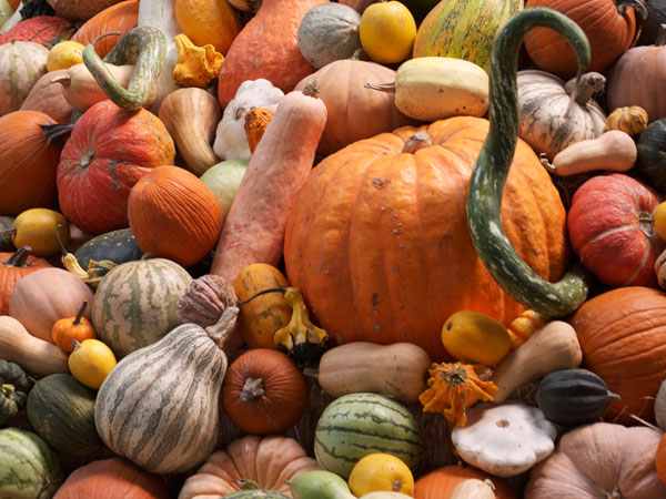 The Sonoma County Fairgrounds hosts the National Heirloom Expo, the world's pure food fair