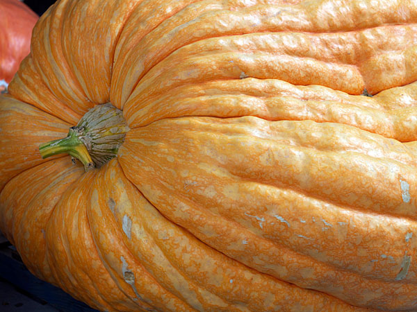 The Sonoma County Fairgrounds hosts the National Heirloom Expo, the world's pure food fair