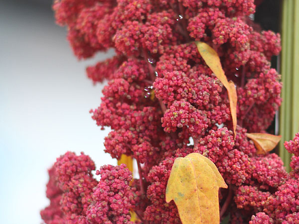 The Sonoma County Fairgrounds hosts the National Heirloom Expo, the world's pure food fair