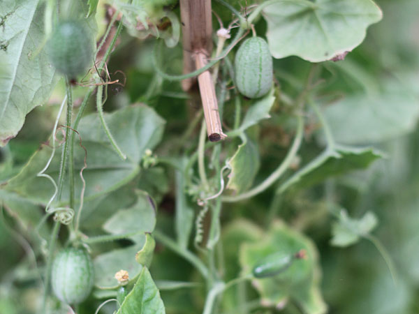 The Sonoma County Fairgrounds hosts the National Heirloom Expo, the world's pure food fair