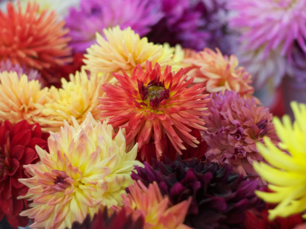 The Sonoma County Fairgrounds hosts the National Heirloom Expo, the world's pure food fair