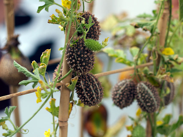The Sonoma County Fairgrounds hosts the National Heirloom Expo, the world's pure food fair