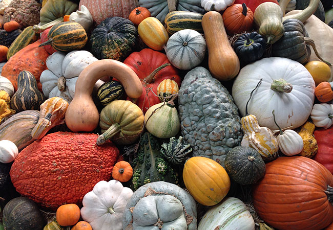 The Sonoma County Fairgrounds hosts the National Heirloom Expo, the world's pure food fair