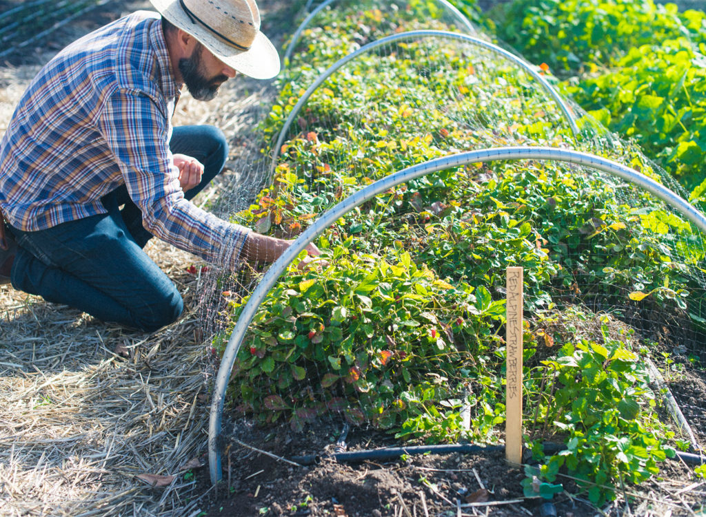 Chef Tucker, culinary gardener for Jackson Family Wines.