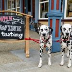 Get ready for Yappy Hour! These Sonoma County wineries welcome pooches and their wine-loving parents. 