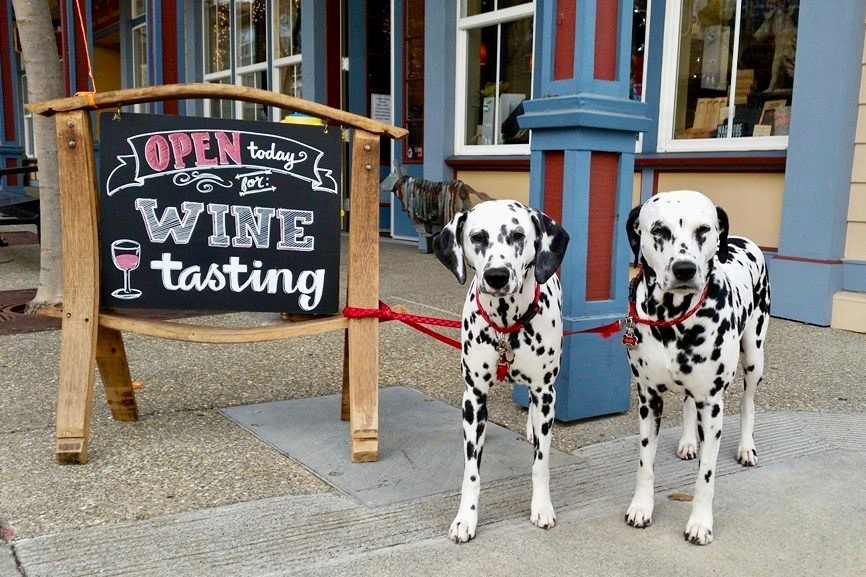 27 Favorite Dog-Friendly Wineries in Sonoma County