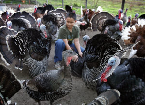 11/20/2009: A1: David Thode, 11, and his brother Zachary have raised 71 turkeys as part of the Sonoma County Heritage Turkey project. David has raised bronze, Bourbon red, Narragansett and Black heritage turkeys in the Sebastopol flock. PC: David Thode, 11, and his brother Zachary have raised 71 turkeys as part of the Sonoma County Heritage Turkey project. David has raised Bronze, Bourbon Red, Narragansett, and Black heritage in the Sebastopol flock.