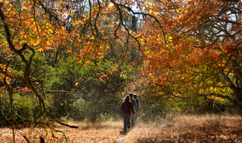 11/19/2013:A9: Tom Robinson, Mark Tukman and Joan Schwan hike through Annadel State Park on Friday. PC: Tom Robinson of the Agricultural Preservation and Open Space District, Mark Tukman of Tukman Geospatial and Joan Schwan a Vegetation Ecologist with Sebastopol's Prunuske Chatham Inc. hike through Annadel State Park, Friday Nov. 15, 2013. after walking to one of 800 test plots around Sonoma County, the group is combing efforts to use LiDAR data collected by aircraft from the plots, to make state of the art high resolution maps of Sonoma County. (Kent Porter / Press Democrat) 2013