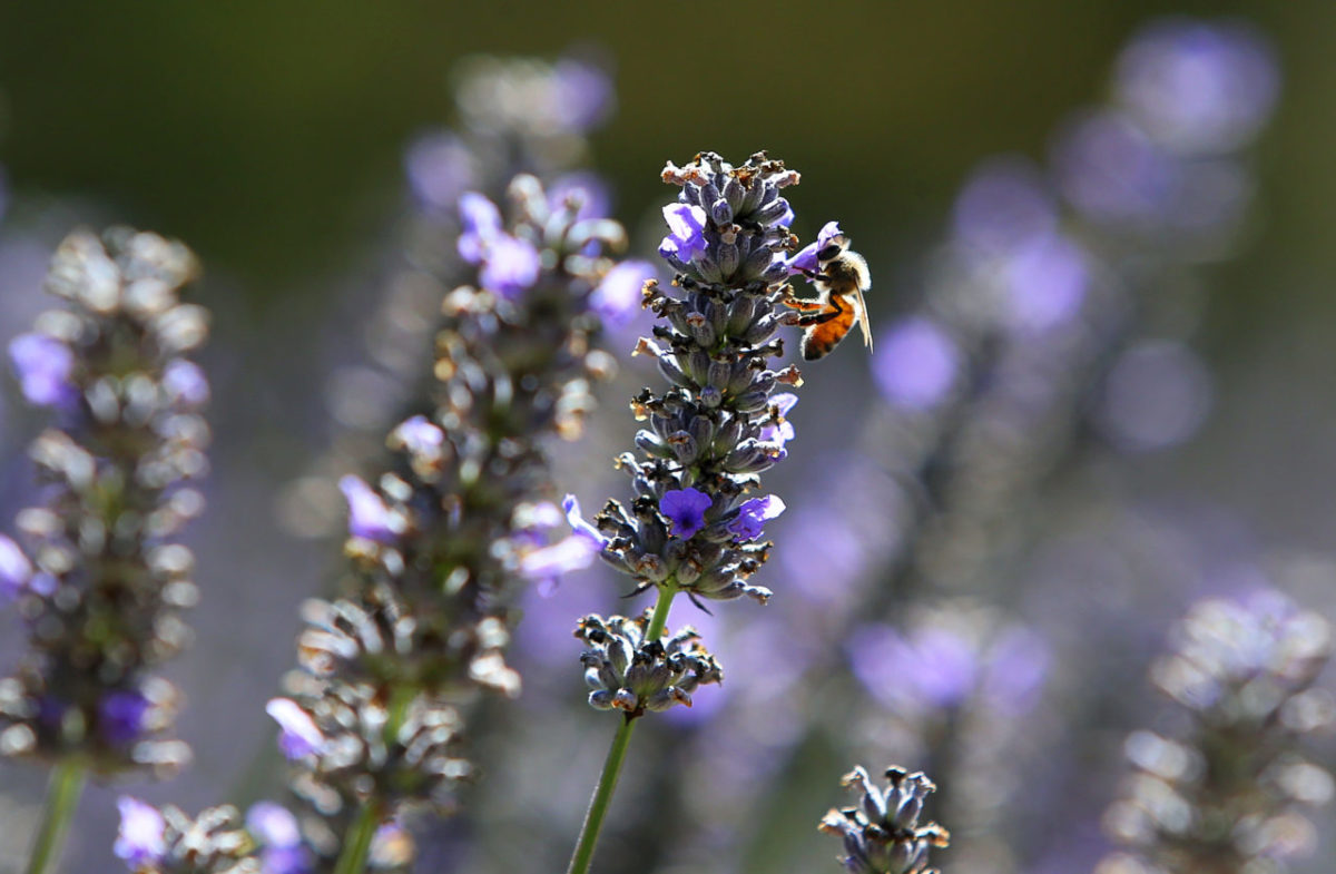 A bee collects nectar from a lavender flower at Monte-Bellaria di California, in Sebastopol on Friday, July 21, 2017. (Christopher Chung/ The Press Democrat)