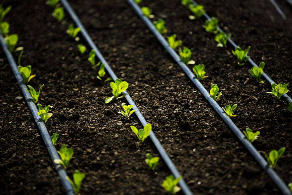 Tucker Taylor and vegetable garden at Kendall-Jackson vineyardTucker Taylor Director of Culinary Gardens and vegetable garden at Kendall-Jackson vineyard Baby lettuce sprouting in the garden