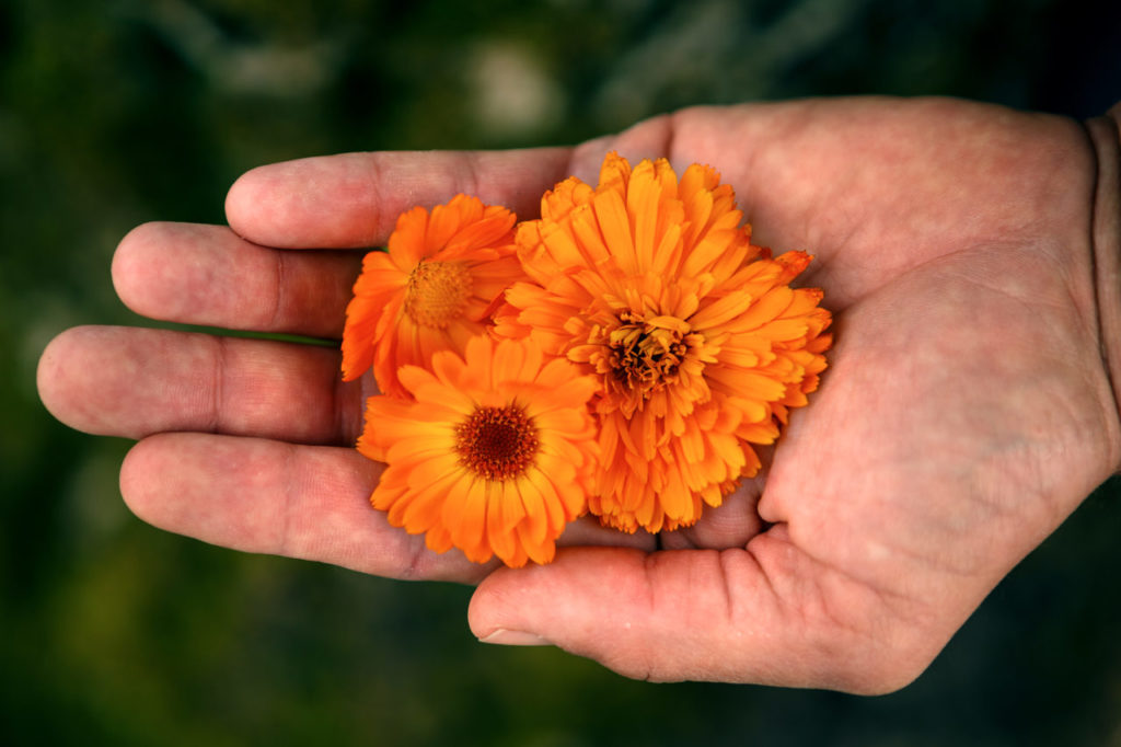 Tucker Taylor and vegetable garden at Kendall-Jackson vineyardTucker Taylor Director of Culinary Gardens and vegetable garden at Kendall-Jackson vineyard calendula, an edible flower