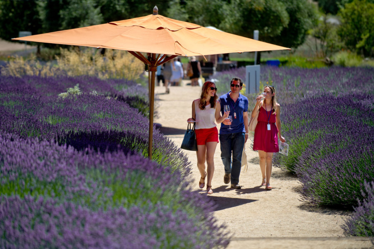 Tracy Zindell, left, Stavros Tsourianis, and Jennifer Bohnsack walk up the lavender-lined path to Matanzas Creek Winery during Days of Wine and Lavender at Matanzas Creek Winery in Santa Rosa, Calif., on June 29, 2013. (Alvin Jornada / For The Press Democrat)