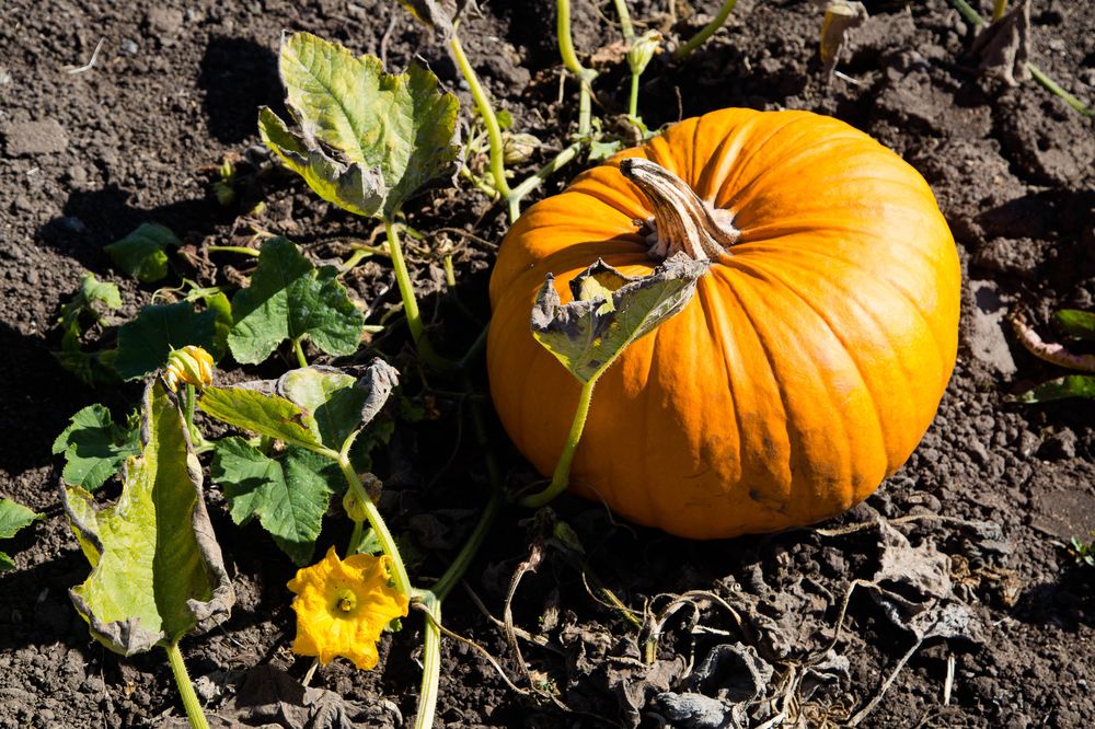 Bob's Vegetable Stand & Pumpkin Patch, in Half Moon Bay, Calif., is the No. 1 pumpkin patch in America. (Yelp)
