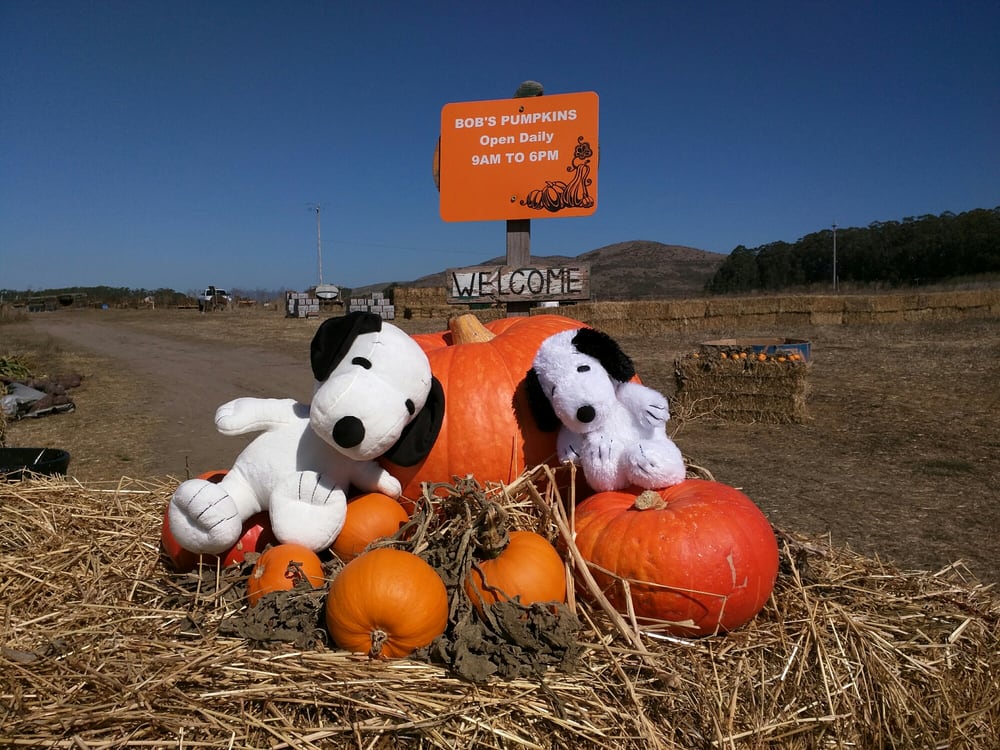 Bob's Vegetable Stand & Pumpkin Patch, in Half Moon Bay, Calif., is the No. 1 pumpkin patch in America. (Yelp)