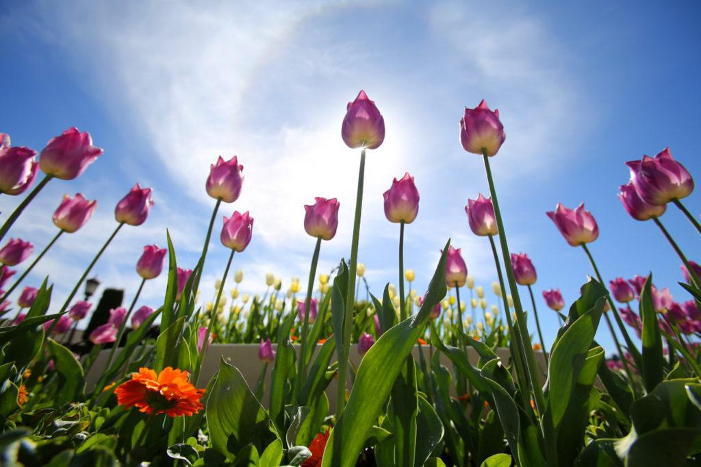 Tulips in bloom at Ferrari-Carano Vineyards and Winery, near Healdsburg, on Sunday, March 8, 2015. For Sonoma Magazine (Christopher Chung/ The Press Democrat)