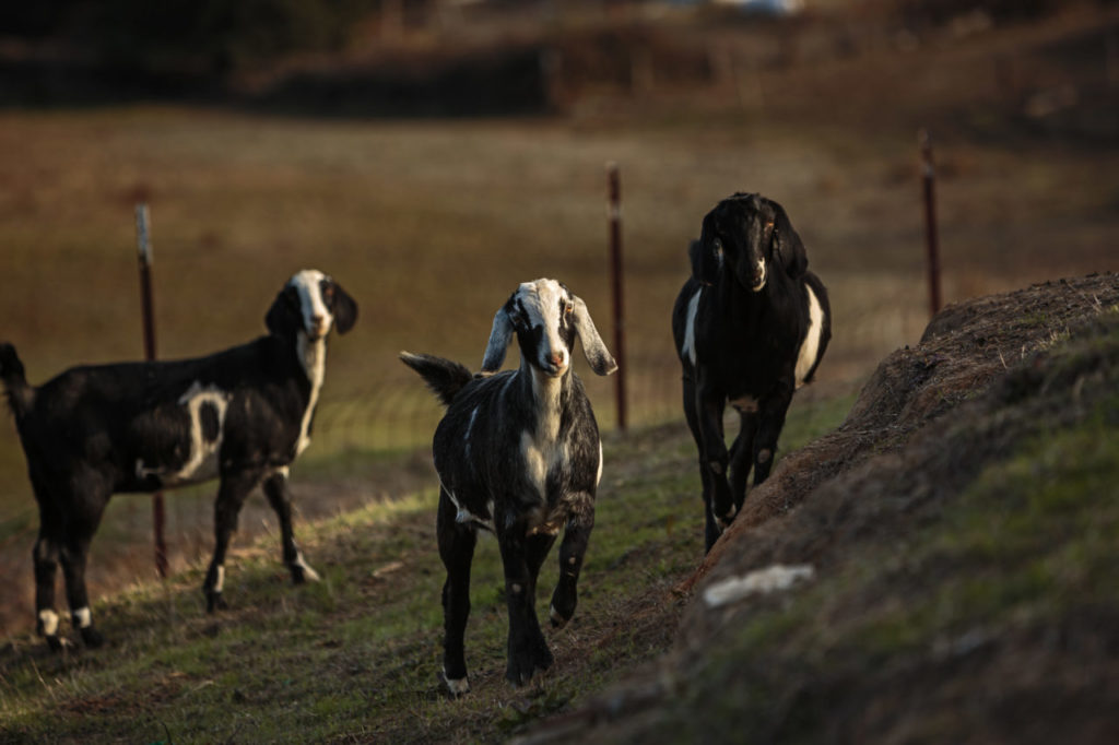 Lisa Gottreich, cheesemaker of Bohemian Creamery, who makes some very creative cheeses from goat, sheep and cow's milk in a former milking barn in Sebastopol. Goats on the property at Bohemian Creamery