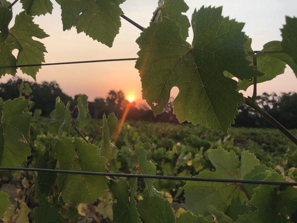 Enriquez Estate Wines vineyard shot at sunset