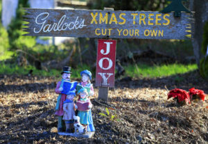 Garlock Tree Farm in Sebastopol. (John Burgess/The Press Democrat)