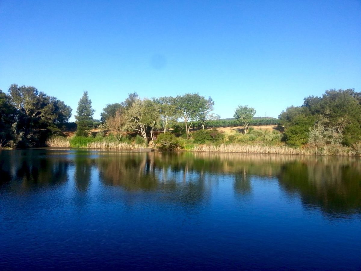 100 Best Sonoma Wines 2018 Sonoma Magazine