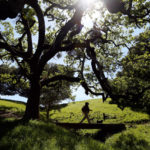 Stunning views, family-friendly strolls and rugged trails make these hikes some of the best in Sonoma County. 