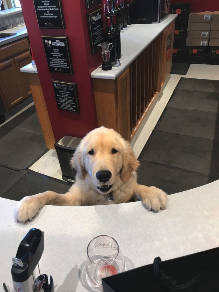 Biondi at the counter at Muscardini Cellars