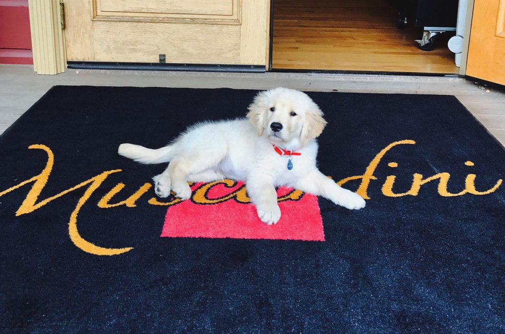 Muscardini winery dog Biondi