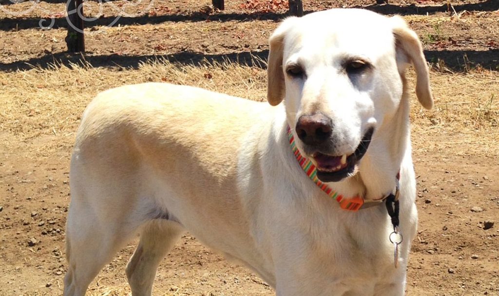 Lucy at Bouchaine Vineyards in Napa