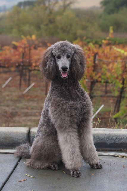 Obi, winery dog at Deerfield Winery in Kenwood