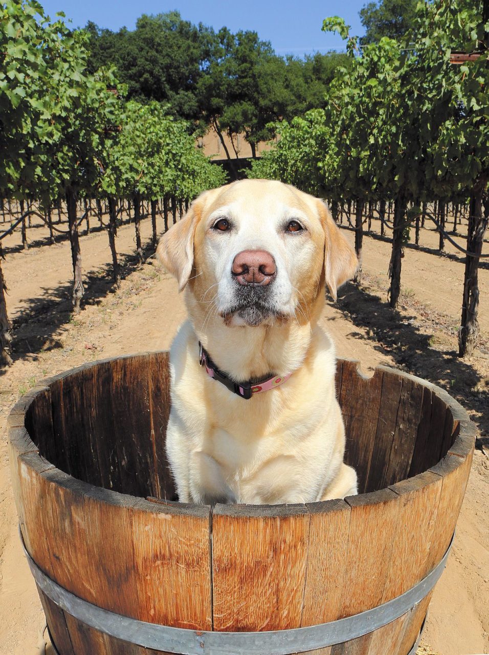 Dutchess in wine barrel at Dutcher Crossing