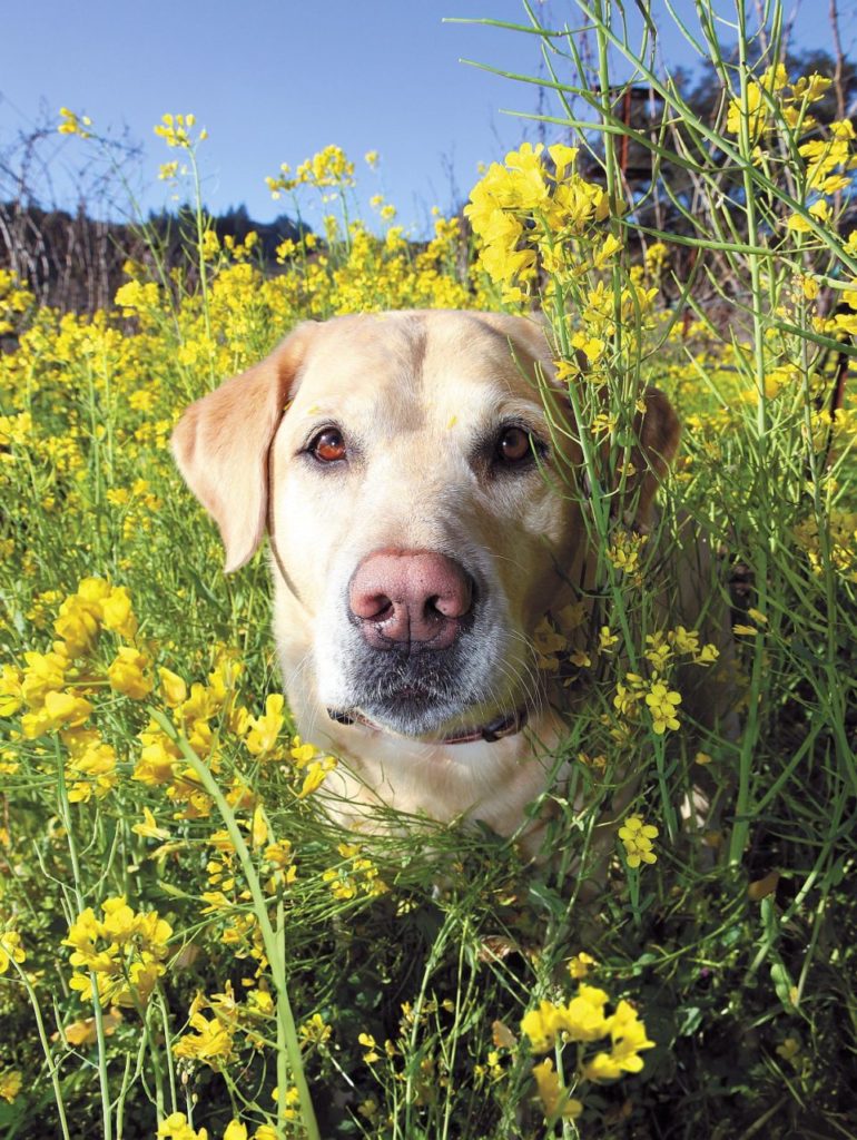 Dutchess, wine dog at Dutcher Crossing in Geyserville