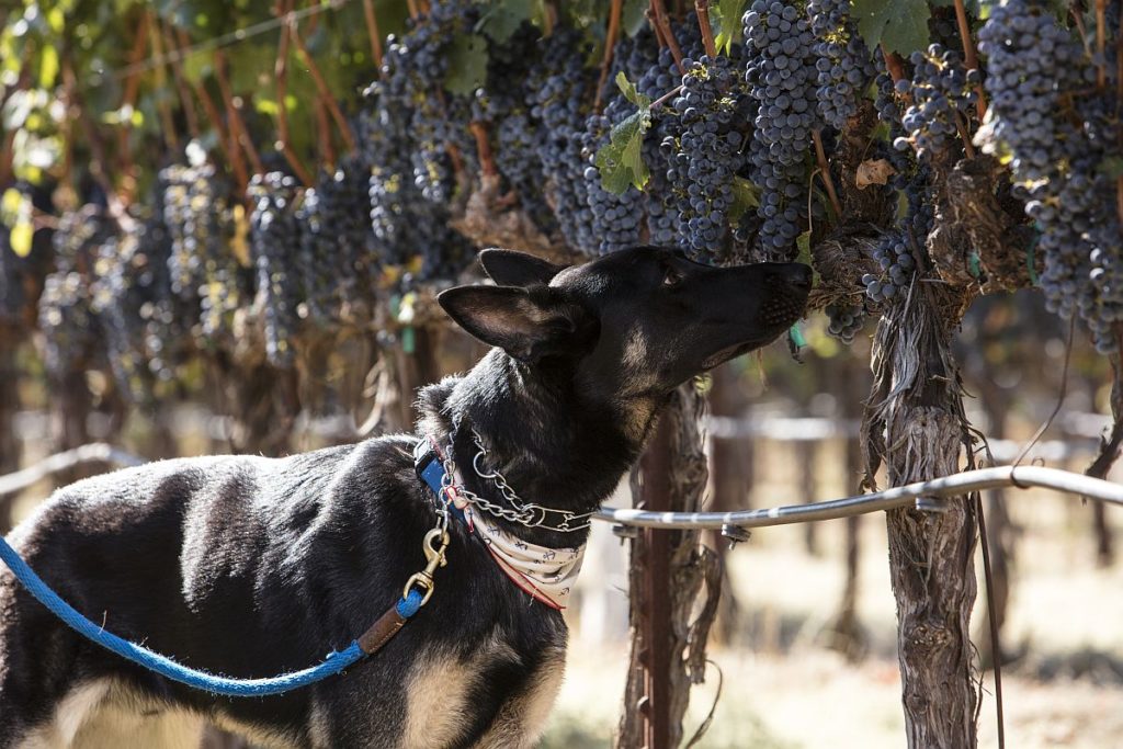 Magnum winery dog in vineyard at Frank Family Vineyards