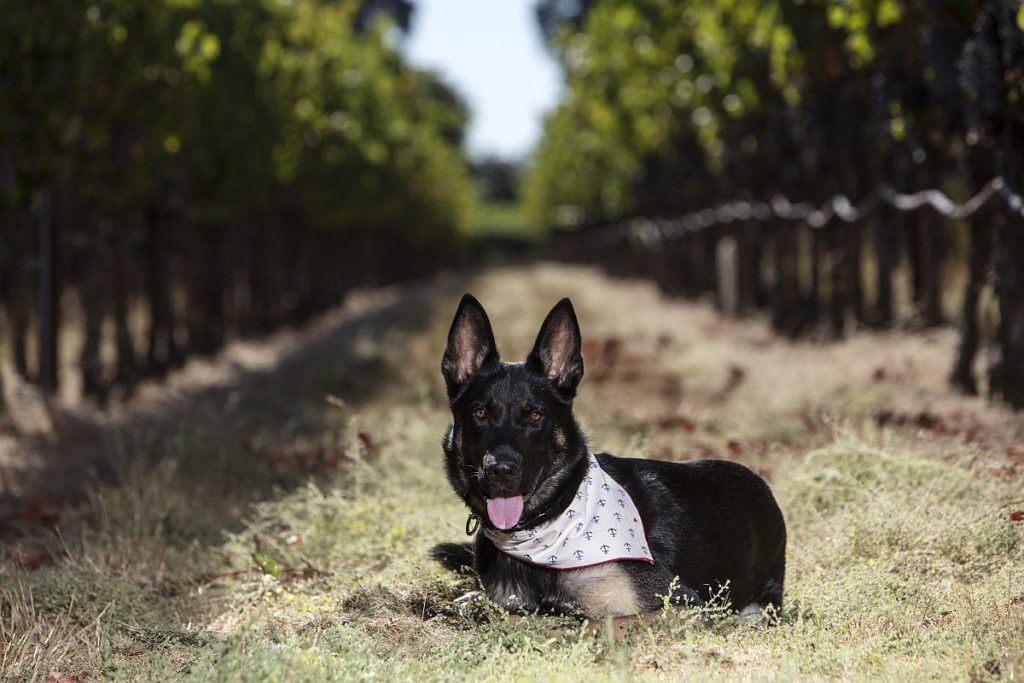 Winery dog Magnum at Frank Family Vineyards