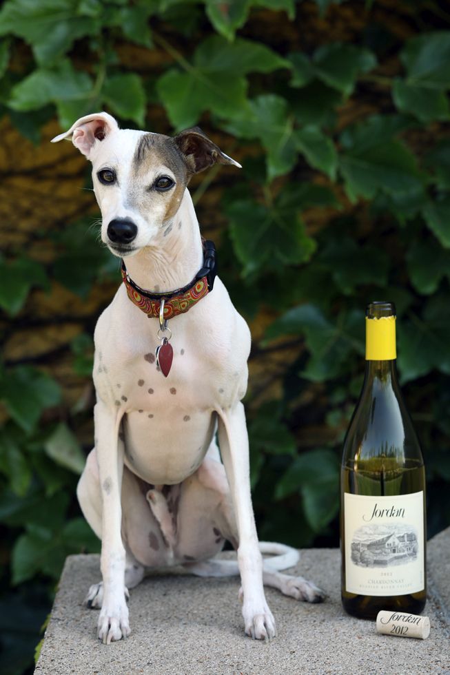 Healdsburg's Jordan Winery Dog Dante