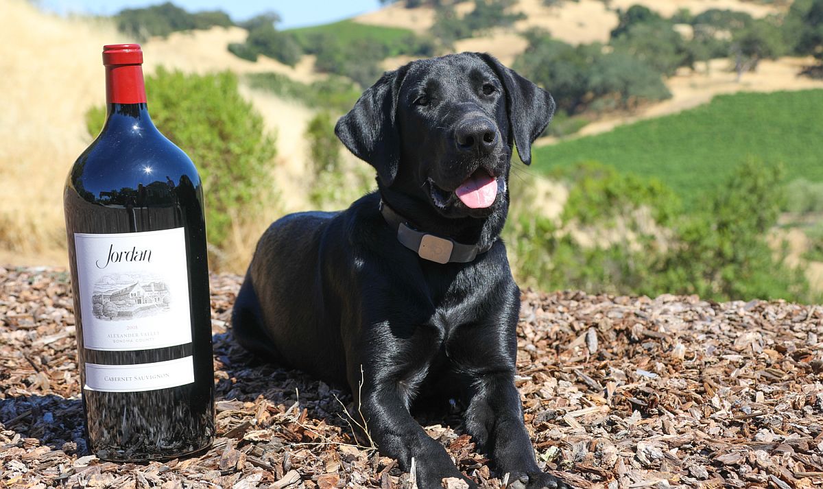 Jordan Winery Dog Halsey