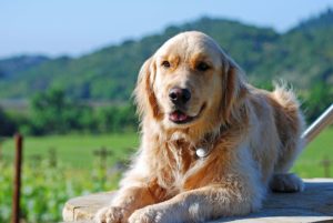 Cody the winery dog at Shafer Vineyards