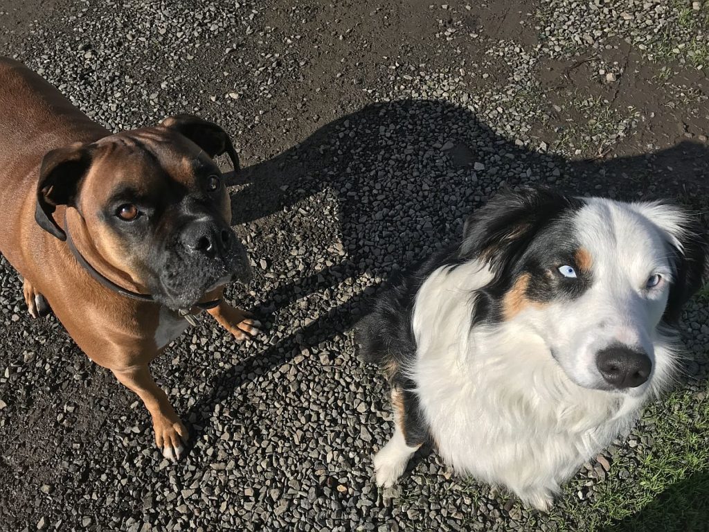 Gus and Tahoe, winery dogs at St Supery
