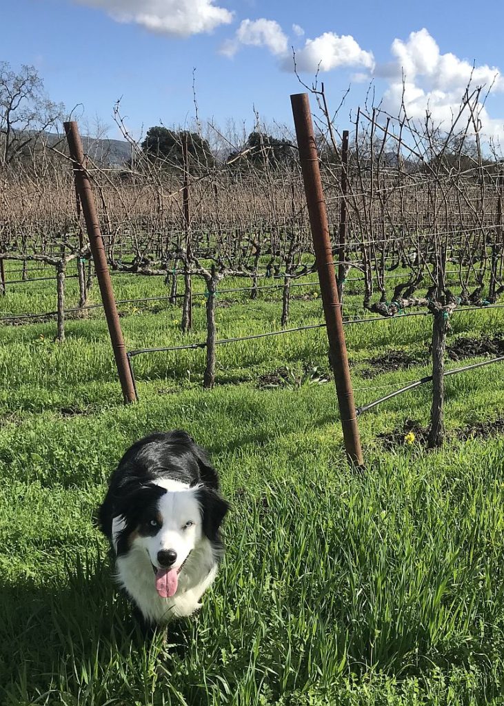 Tahoe, winery dog at St Supery