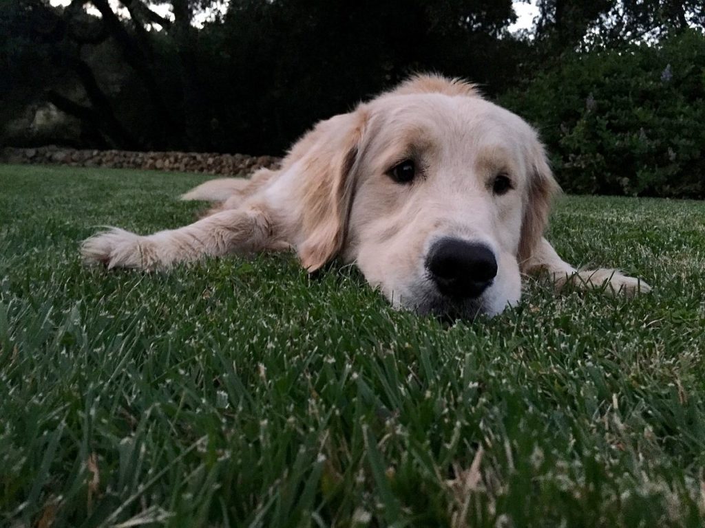 Trefethen Winery Dog