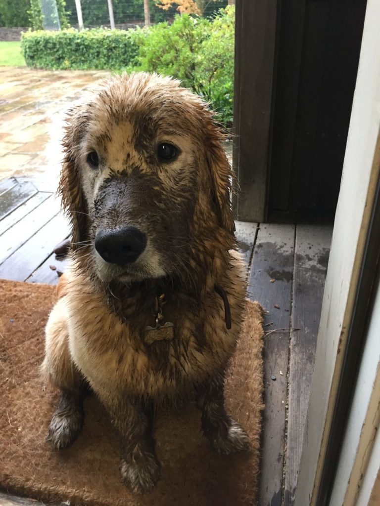 Trefethen Winery Dog