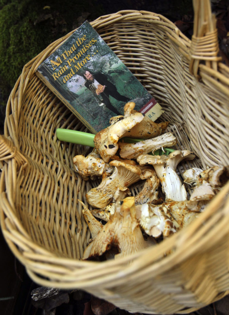 Mushroom hunters use baskets that spread spores a they carry their fungi through the woods and the David Arora guide to mushroom identification, All that the Rain Promises, and More... The LandPaths "Mushroom Madness" outing on the 400-acre Riddell Preserve above the Dry Creek Valley on Friday, December 2, 2011.