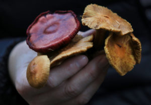 Mushrooms picked on the forest floor of Salt Point State Park. (Kent Porter/The Press Democrat) 
