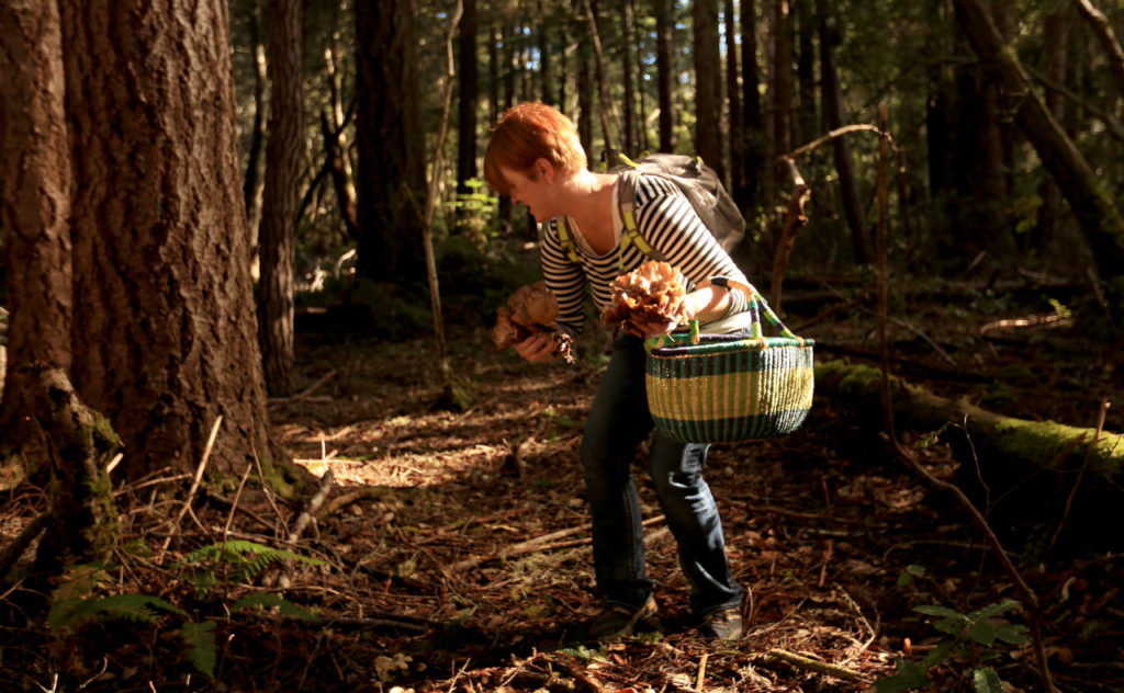 12/29/2014:A1:Heather Cleveland of San Francisco collects pigs ears, or Gomphus clavatus, on Saturday at Salt Point State Park on the Sonoma Coast. Photos by KENT PORTER / Press Democrat PC:Heather Cleveland of San Francisco collects pigs ears, (Gomphus clavatus) part of the Chanterell mushroom family, Saturday Dec. 27, 2014 at Salt Point State Park on The Sonoma coast. (Kent Porter / Press Democrat) 2014