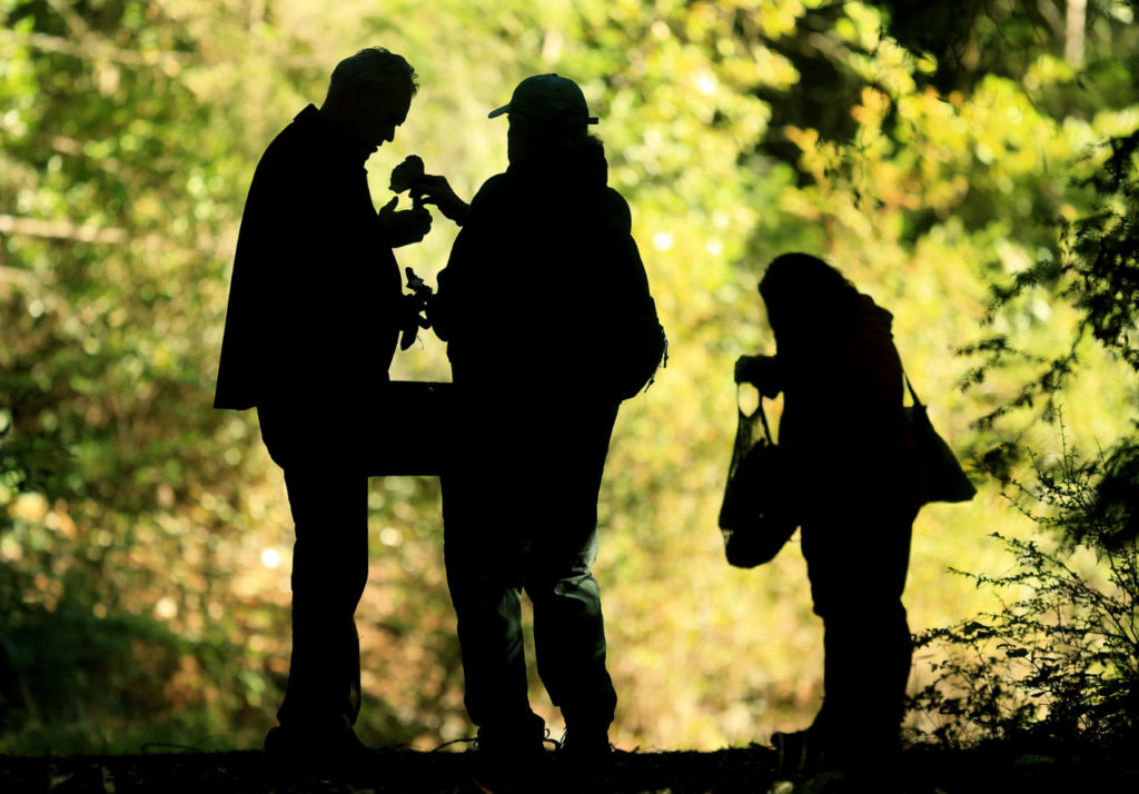 Bill Cleveland of San Francisco, left, talks mushrooms with Patrick Hamilton at Salt Point State Park, Saturday Dec. 27, 20 Hamilton led a group of mushroom pickers through the park. (Kent Porter / Press Democrat) 2014